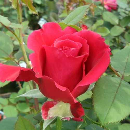 Rosa Victor Hugo® - rojo - Árbol de Rosas Híbrido de Té - rosal de pie alto- forma de corona de tallo recto